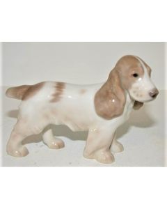 Cane Coker Spaniel cucciolo