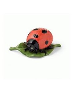 Coccinella