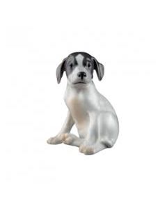 Cucciolo di Pointer