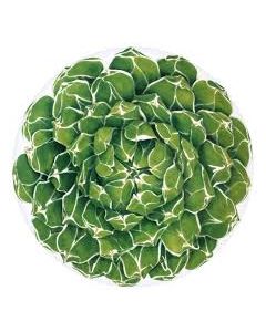 Piatto Rotondo Segnaposto Cactus