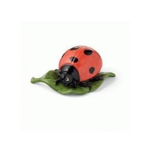 Coccinella