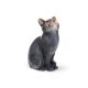 Gatto seduto