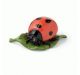 Coccinella