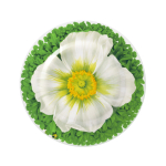 Piatto Frutta Prati bianco