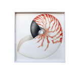 Vassoio quadrato Mare Conchiglia