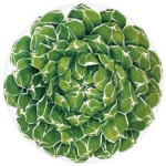 Piatto Rotondo Segnaposto Cactus