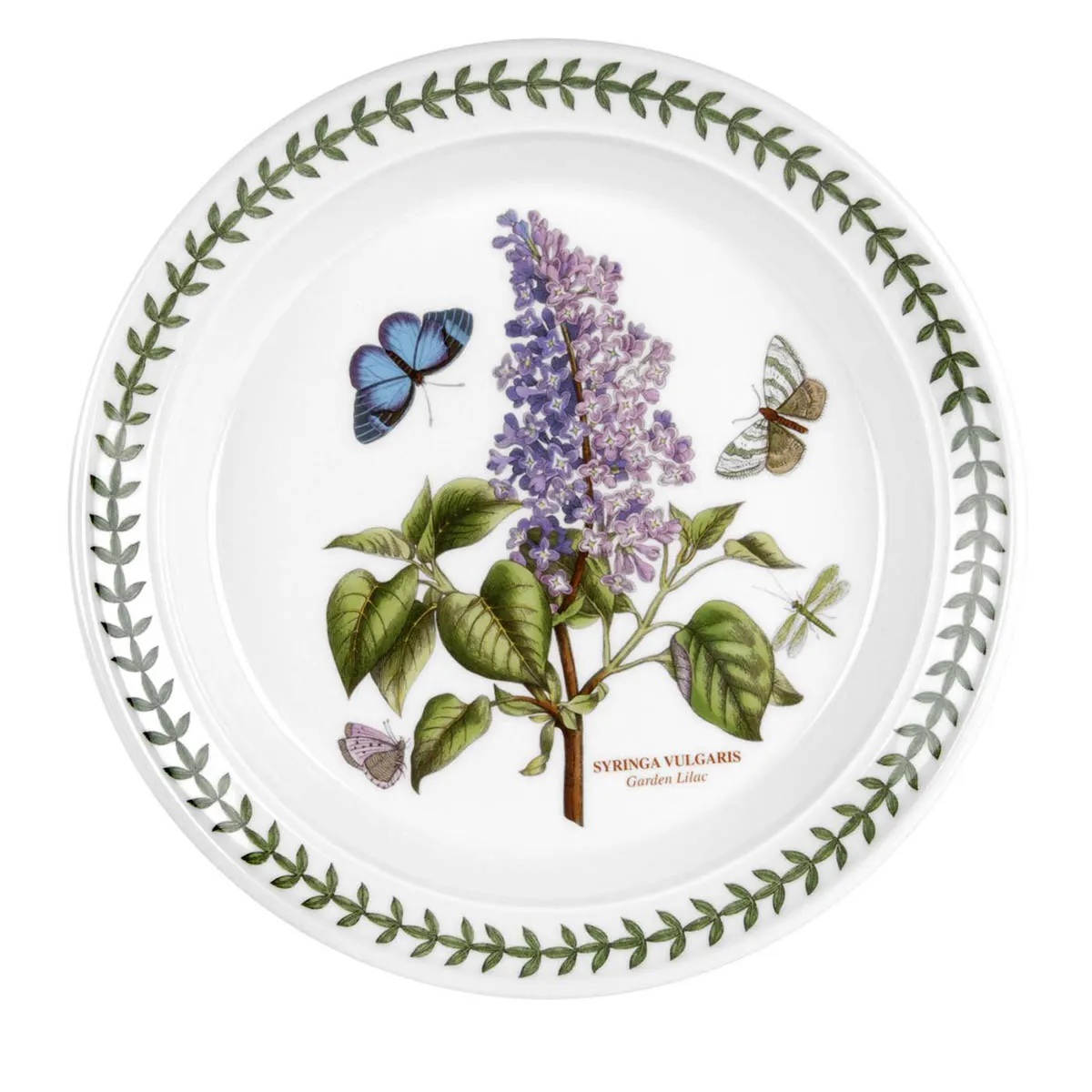 fr Piatto frutta Botanic Garden Syringa vulgaris - immagine 1